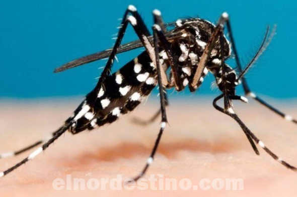 Cuando hacemos explotar al mosquito con ambas manos, generamos dos bloques de aire que colisionan entre sí sin permitir el flujo libre del aire, y en los cuales el mosquito queda atrapado sin poder escapar. (Foto: Cuida tu Salud).