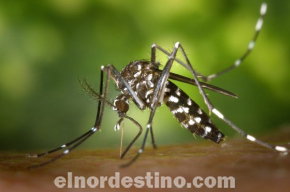 Guerra al Dengue y a la Chikungunya: El calor no afloja, por eso te contamos Cuál es la mejor técnica para matar mosquitos