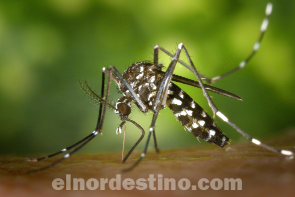 La incidencia del dengue en el país se mantiene, pero con una carga menor de casos. Datos actualizados evidencian que la curva de notificaciones de dengue permanece estable, y con circulación de chikungunya. (Foto: Organización Panamericana de la Salud).