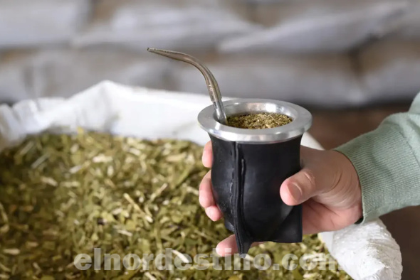 El Ilex paraguariensis es una planta propia de Sudamérica, que crece en forma silvestre, fundamentalmente en la región oriental de Paraguay, a partir de la cual se obtiene la yerba mate elaborada. Su consumo se difundió por varios países sudamericanos, Europa y Estados Unidos. (Foto: Tienda de Mates).