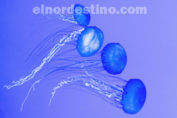 Intendente Municipal licenciado Ronald Acevedo, portador de una estirpe que levantó una ciudad y la hizo una de las tres más importantes de todo el Paraguay. Su pueblo respaldaría una eventual reelección. (Foto: Océano Azul).