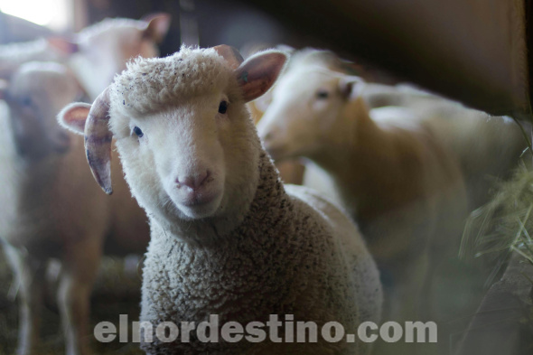 Feria Ra’arõvo: Más de tres mil familias agricultoras de diversos departamentos del país se beneficiaron durante Semana Santa