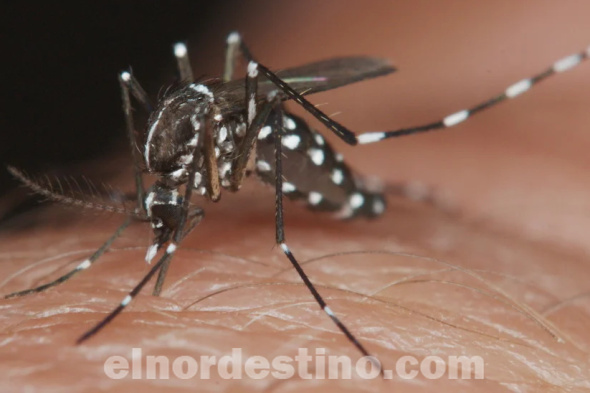 Cuarenta y Cuatro Semanas: Paraguay finaliza período epidémico de dengue con más de cien mil casos acumulados